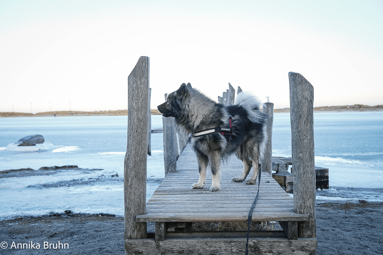 Q auf dem Steg an der Ostsee